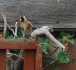 Goldfinch returns